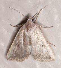 Micrathetis