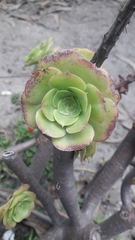 Aeonium haworthii