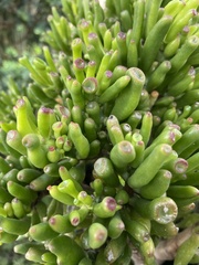 Crassula
