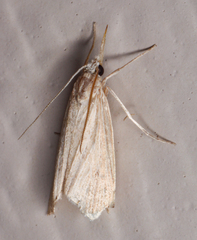 Eoreuma densellus
