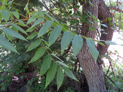 Juglans