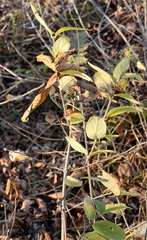 Lonicera dioica