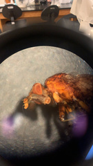 Sciomyzidae