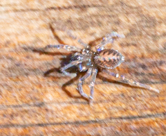 Metaltella simoni