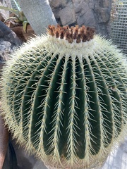 Kroenleinia grusonii