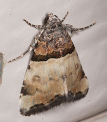 Cobubatha dividua