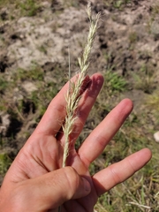 Trisetopsis imberbis