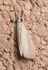 Eoreuma densellus