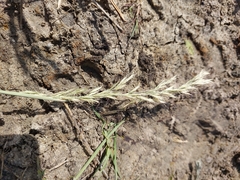 Trisetopsis imberbis