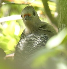 Melanerpes superciliaris nyeanus