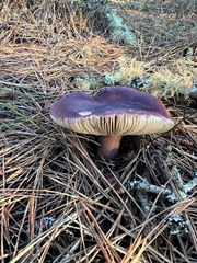 Russula queletii