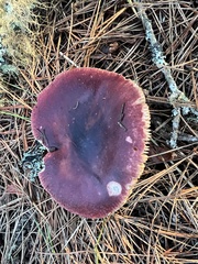Russula queletii