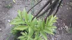 Maytenus boaria