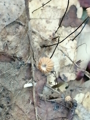 Collybiopsis quercophila