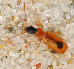 Demetrias monostigma