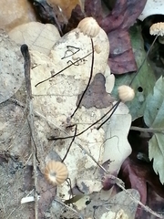 Collybiopsis quercophila