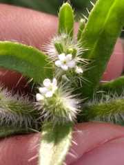 Cryptantha maritima