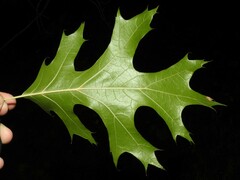 Quercus velutina