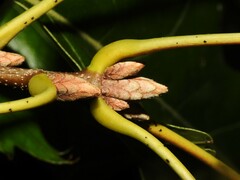 Quercus velutina