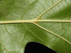 Quercus velutina