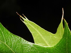 Quercus velutina