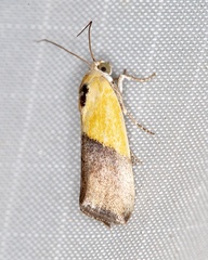 Ponometia semiflava