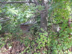 Quercus velutina