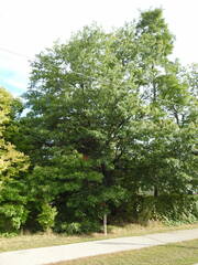 Quercus velutina