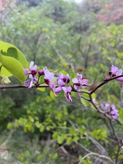 Cercis
