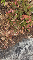 Micranthes petiolaris