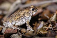 Sclerophrys pusilla