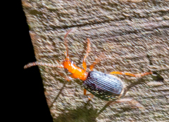 Brachinus