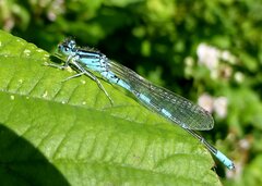 Coenagrion scitulum