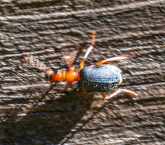 Brachinus