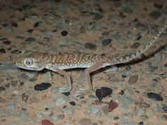 Stenodactylus petrii