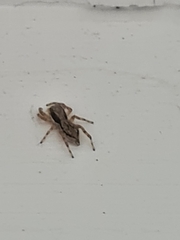 Menemerus bivittatus