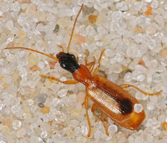 Demetrias monostigma