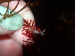 Coryphella trilineata