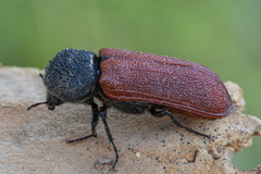 Bostrichus capucinus