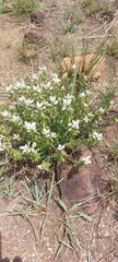 Syncolostemon persimilis