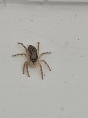 Menemerus bivittatus