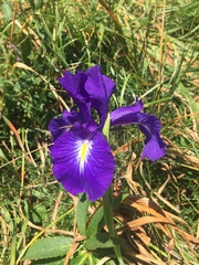 Iris latifolia