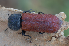 Bostrichus capucinus