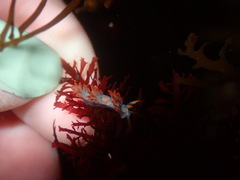 Coryphella trilineata
