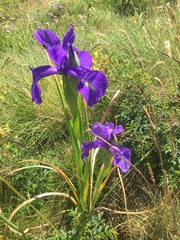 Iris latifolia
