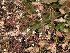 Micranthes petiolaris