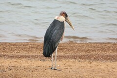 Leptoptilos crumenifer