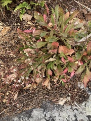 Micranthes petiolaris