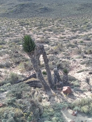 Yucca valida