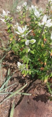 Syncolostemon persimilis